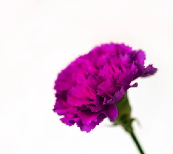 Flor Clavel Púrpura Aislada Sobre Fondo Blanco —  Fotos de Stock