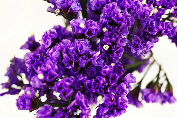 Branches Avec Petites Fleurs Violettes Isolées Sur Fond Blanc — Photo