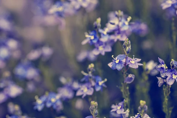 Schöne Lila Blüten Auf Der Wiese Sonnigen Tag — Stockfoto