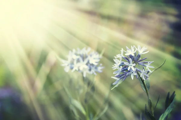 Lys Africains Fleurs Blanches Avec Soleil — Photo