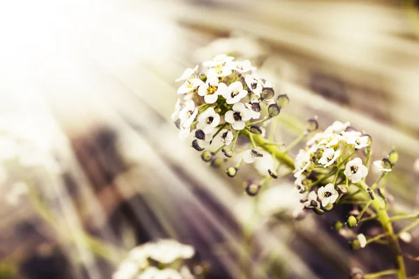 晴れた日に草原の白い花を持つ野生の植物 — ストック写真