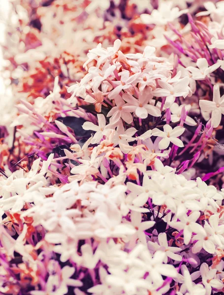 Pianta Selvatica Con Fiori Bianchi Sul Prato Nella Giornata Sole — Foto Stock