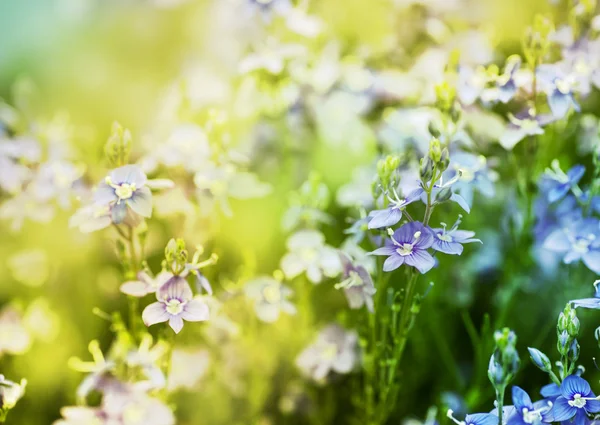 Belles Fleurs Violet Clair Sur Prairie Journée Ensoleillée — Photo