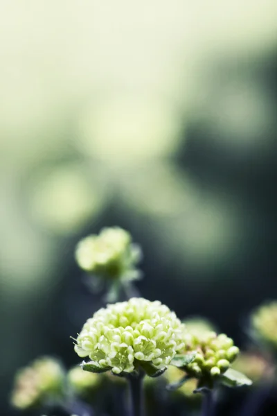 Flores Blancas Plantas Silvestres Día Soleado —  Fotos de Stock