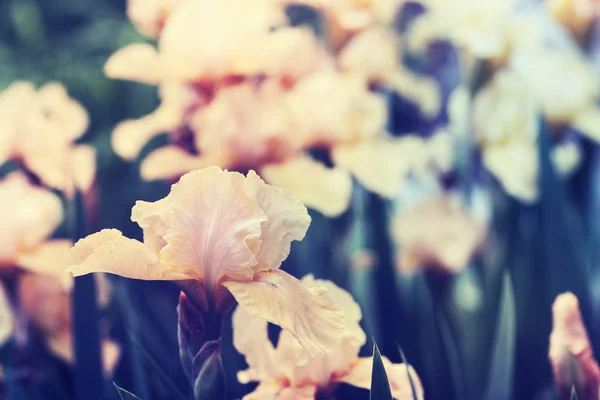 Krásné fialové iris květiny — Stock fotografie