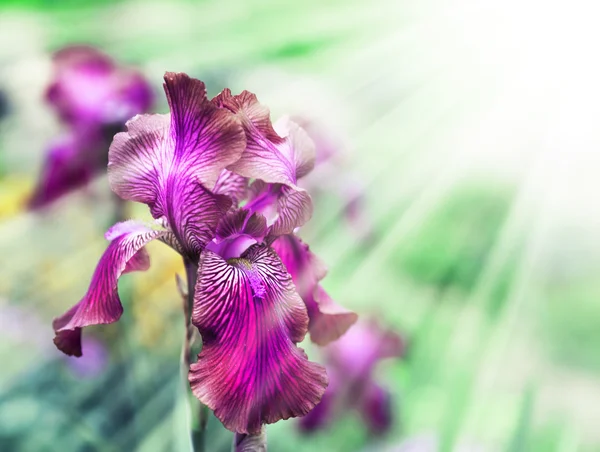 Krásná fialová duhovka květina — Stock fotografie