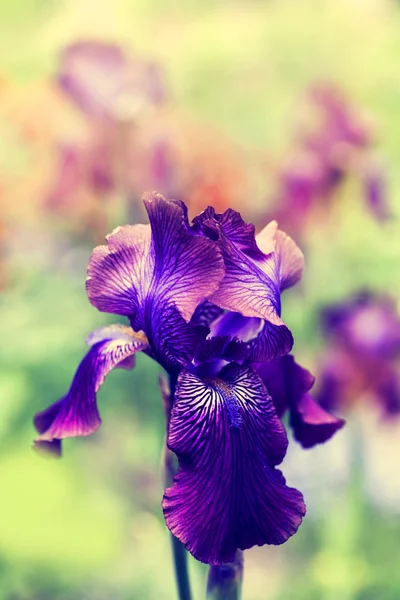 美しい紫色の虹彩の花 — ストック写真