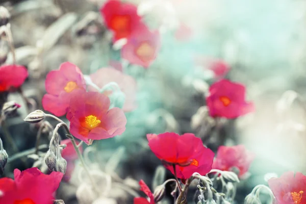 Belas Flores Papoila Califórnia Vermelho Fundo Abstrato Natural — Fotografia de Stock