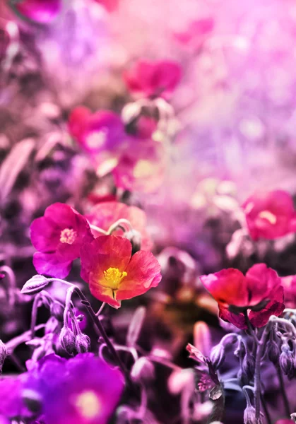 Schöne Rote Kalifornische Mohnblumen Auf Natürlichem Abstrakten Hintergrund — Stockfoto