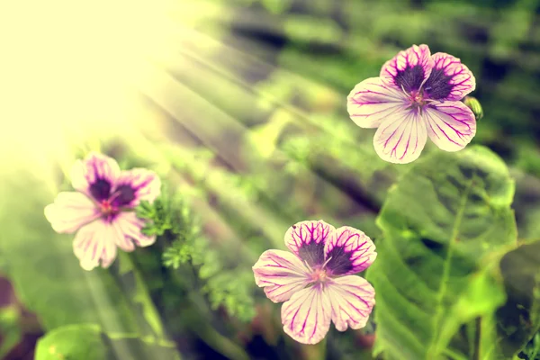 Belles Fleurs Violet Clair Sur Prairie Journée Ensoleillée — Photo