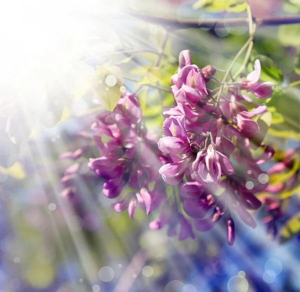 Malé Krásné Růžové Květy Oblohou Pozadí — Stock fotografie