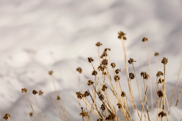 Vad téli virágok — Stock Fotó