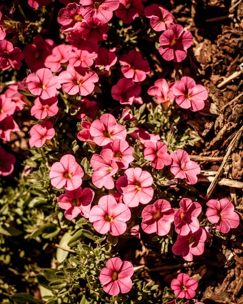 日差しの中で秋の美しいピンクの花 — ストック写真