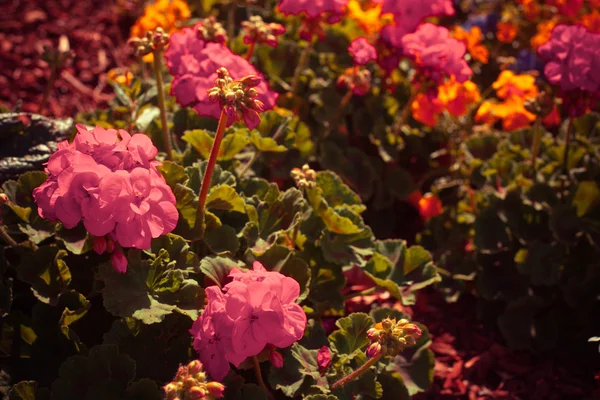 Gyönyörű virágok a napfényben — Stock Fotó