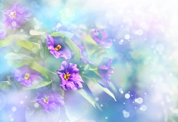 Hermosa Luz Púrpura Flores Prado Día Soleado — Foto de Stock