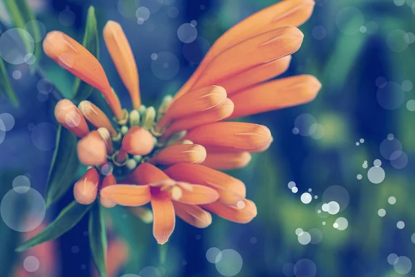 Prachtige Oranje Lentebloemen Met Blaadjes Zon — Stockfoto