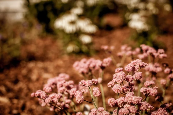 Hermosas flores al sol — Foto de Stock