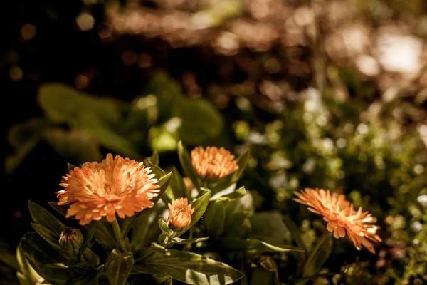 Schöne Blumen im Sonnenschein — Stockfoto