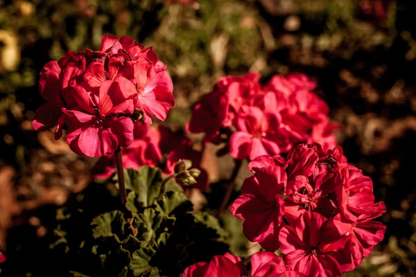 Schöne Blumen im Sonnenschein — Stockfoto