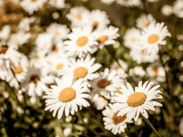 Flores de hierba verde y manzanilla —  Fotos de Stock