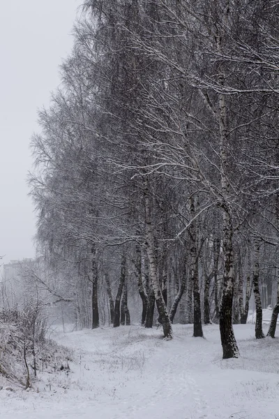 Prachtig Uitzicht Prachtige Winter Met Sneeuw Bedekte Bos — Stockfoto