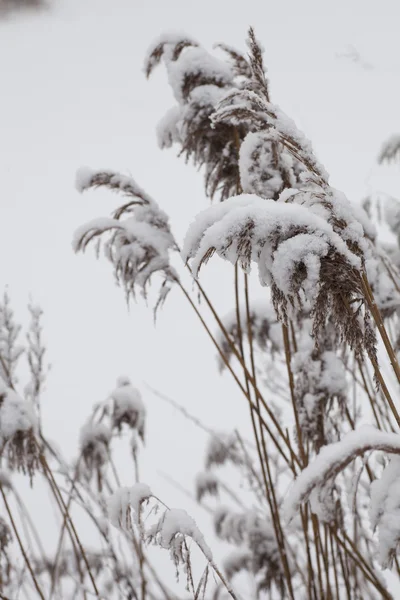雪で覆われて乾燥草 — ストック写真