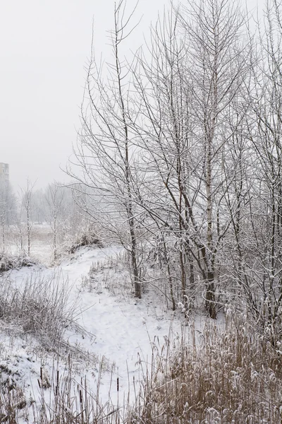 Καταπληκτική Θέα Στον Όμορφο Χειμώνα Χιονισμένο Δάσος — Φωτογραφία Αρχείου