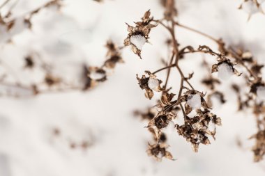 Vahşi kış çiçek