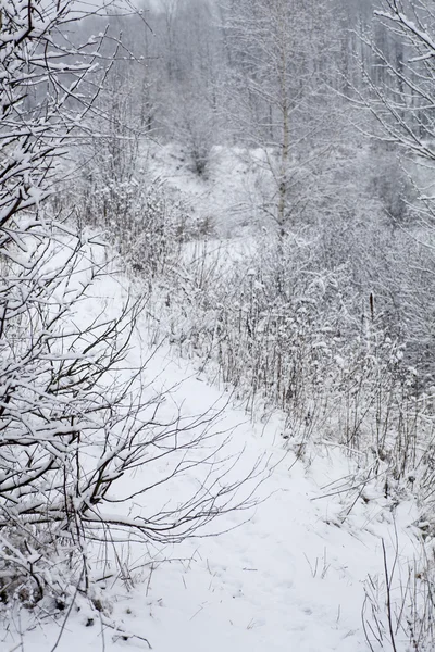 Vue Imprenable Sur Belle Forêt Hivernale Enneigée — Photo