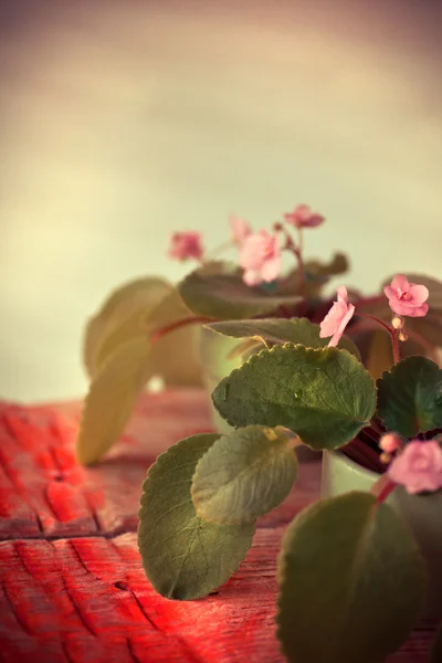 Violetas Rosa Mesa Madeira Com Espelho Fundo Conceito Floral Romântico — Fotografia de Stock