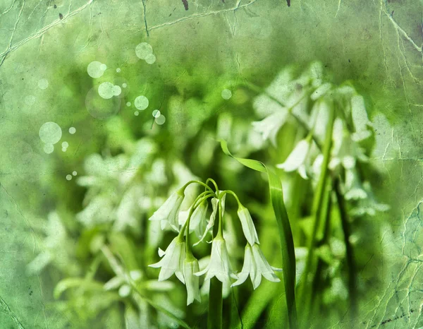 Giglio dei fiori della valle — Foto Stock