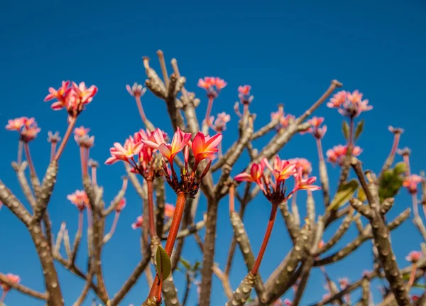 Różowy Plumeria Tle Błękitnego Nieba — Zdjęcie stockowe