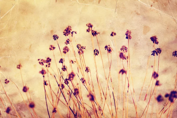 Vilde Vinterblomster Dækket Med Sne Vinterbaggrund Vintage - Stock-foto