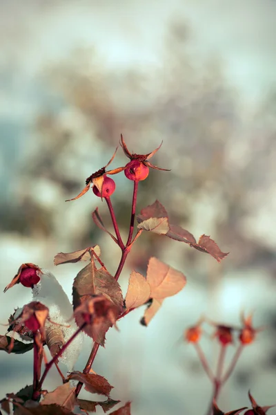 Flores Selvagens Inverno Fundo Neve — Fotografia de Stock
