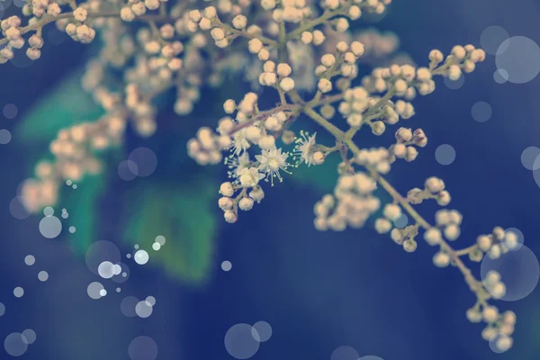 Vilda Växter Med Vita Blommor Ängen Solig Dag — Stockfoto