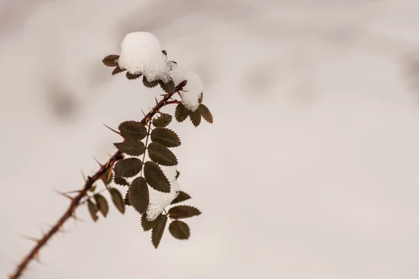 Wild winter flower — Stock Photo, Image