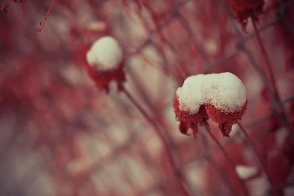 Flores silvestres de invierno — Foto de Stock