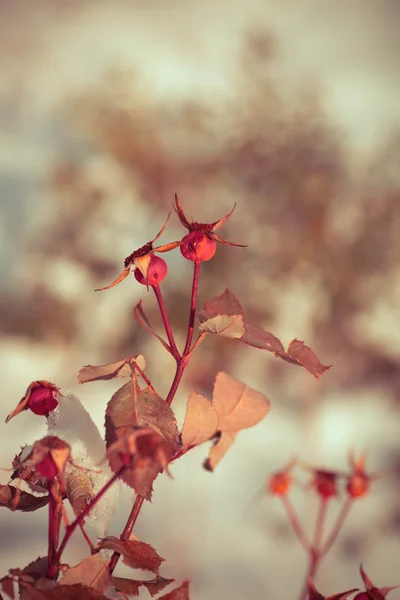 Дикі Зимові Квіти Сніговому Тлі — стокове фото