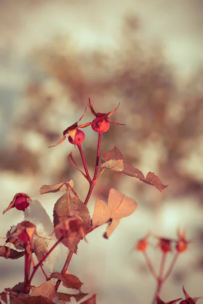 Wilde Winterblumen Auf Schnee Hintergrund — Stockfoto