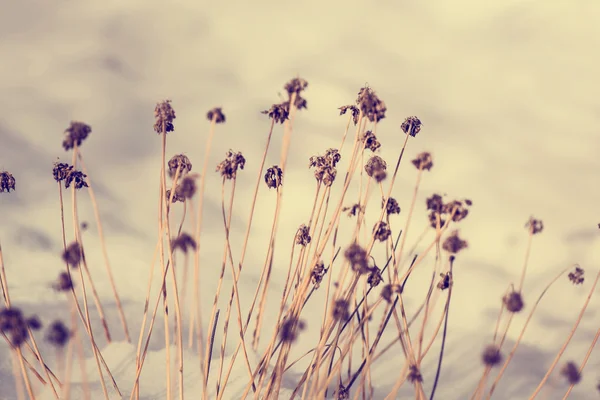 Flores silvestres de invierno — Foto de Stock