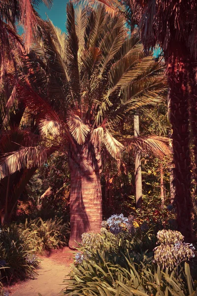 阳光明媚的日子里有棕榈树的花园 — 图库照片