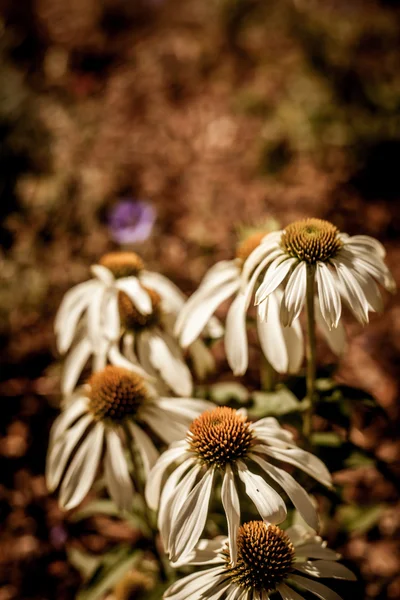 Bellissimi fiori di camomilla bianca — Foto Stock