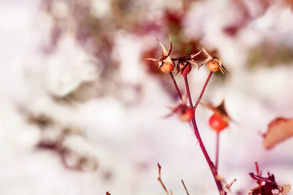 Flores Salvajes Invierno Sobre Fondo Nieve Imagen de archivo