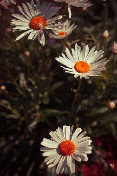 Groene gras en kamille bloemen Stockfoto