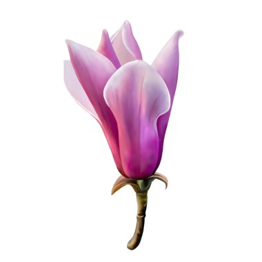 güzel Manolya çiçek