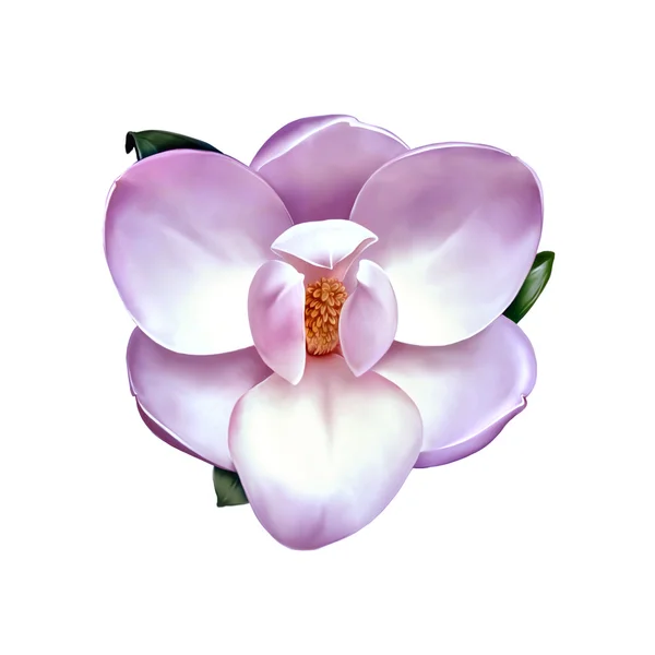 Prachtige magnolia bloem — Stockfoto