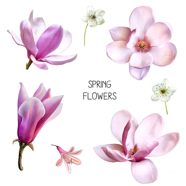 Bellissimi fiori di magnolia — Foto Stock