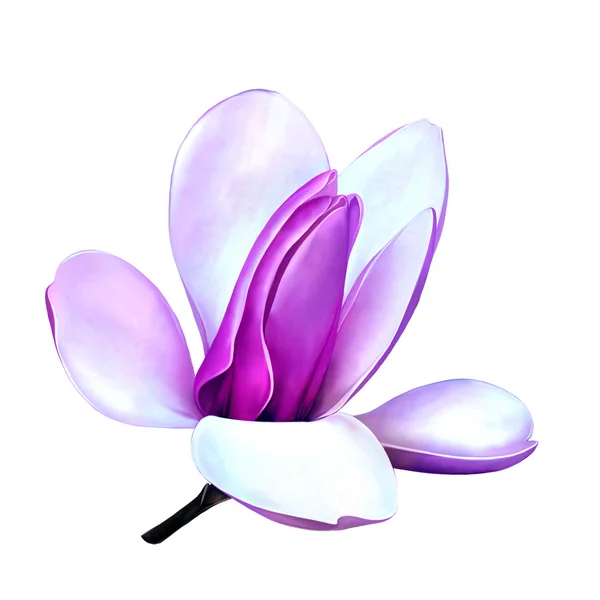 Beautiful magnolia flower — Stock Photo, Image