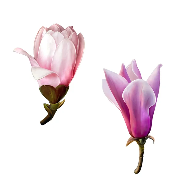 Prachtige magnolia bloemen — Stockfoto