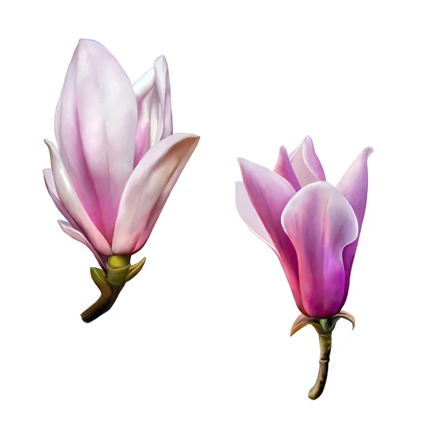 Magnolia όμορφα λουλούδια — Φωτογραφία Αρχείου